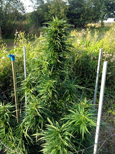Growreport Bild 23