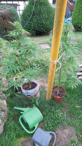 Growreport Bild 5