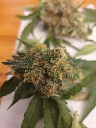 Growreport Bild 5