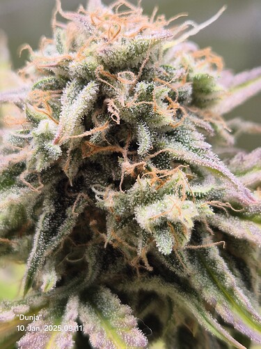 Growreport Bild 9