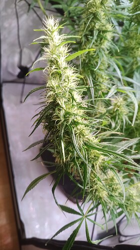 Growreport Bild 5