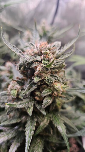Growreport Bild 6