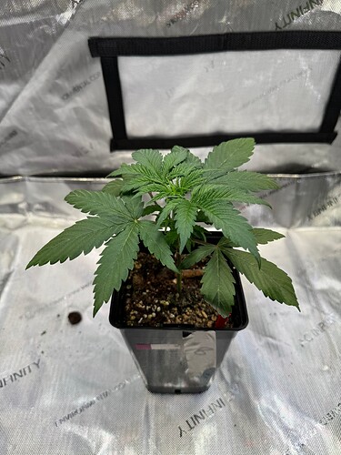 Growreport Bild 30