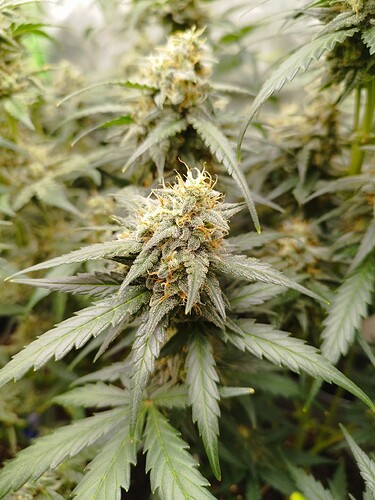 Nahaufnahme einer blühenden Cannabispflanze mit dichtem Harzbesatz und orangefarbenen Stempeln.