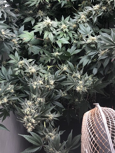 Growreport Bild 3