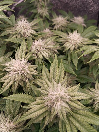 IMG_20250210_180124 - Kopie