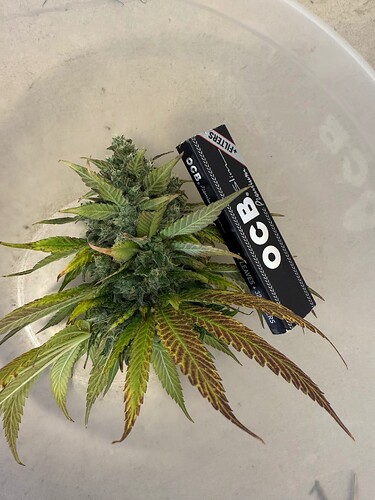 Growreport Bild 16