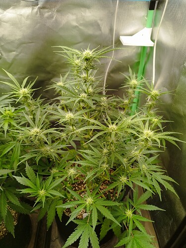 Growreport Bild 17