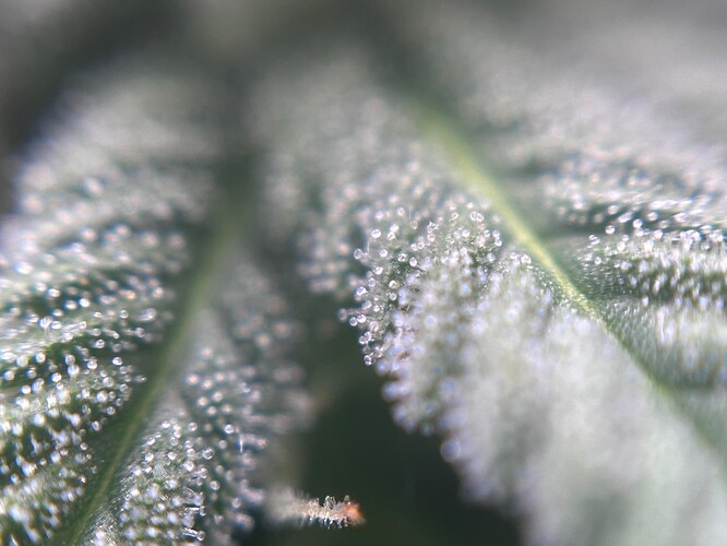 Growreport Bild 33