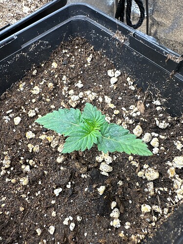 Growreport Bild 37