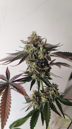 Growreport Bild 4
