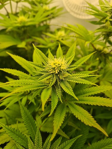 Growreport Bild 3