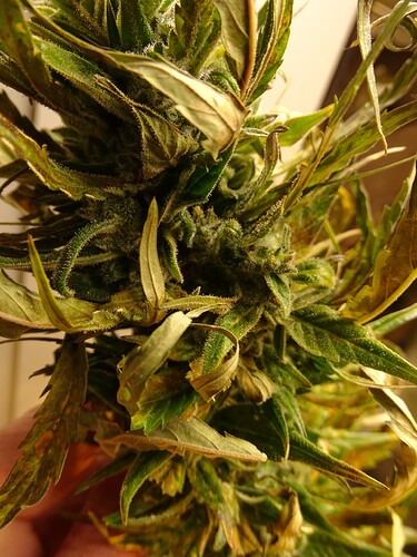 Growreport Bild 16