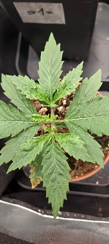 Growreport Bild 3
