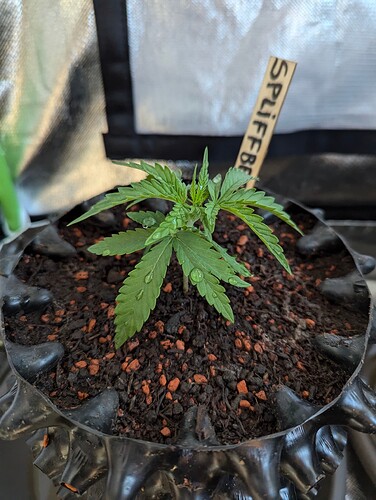 Growreport Bild 3