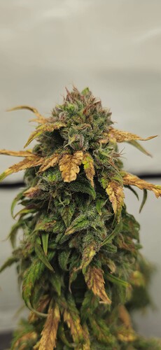 Growreport Bild 15