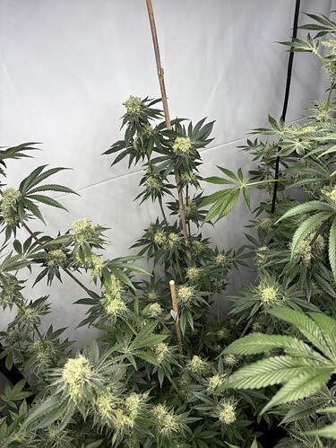 Growreport Bild 6