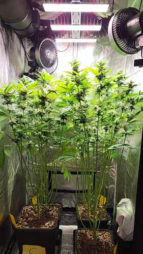 Drei Cannabispflanzen in der Blütephase in einem Growzelt mit LED-Beleuchtung und Ventilatoren.