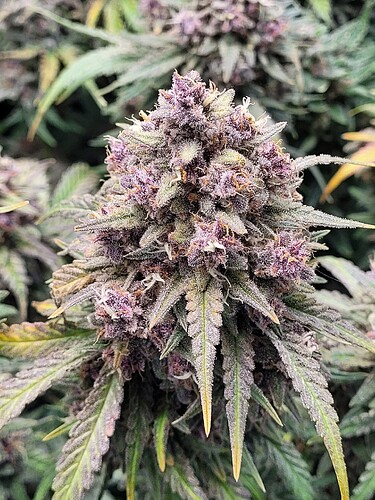 Growreport Bild 21