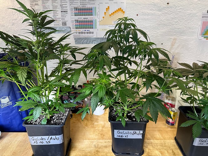 Growreport Bild 62