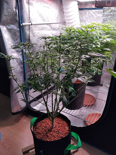 IMG_20250123_160028 - Kopie