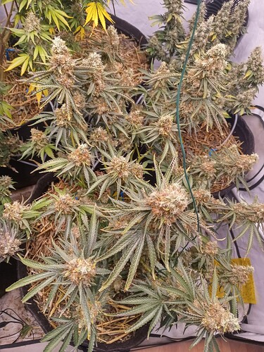 Growreport Bild 1