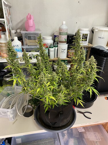 Growreport Bild 55