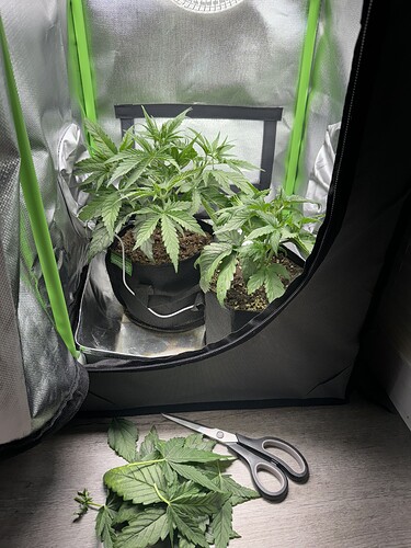 Growreport Bild 7
