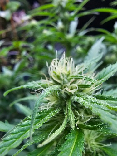 Growreport Bild 20