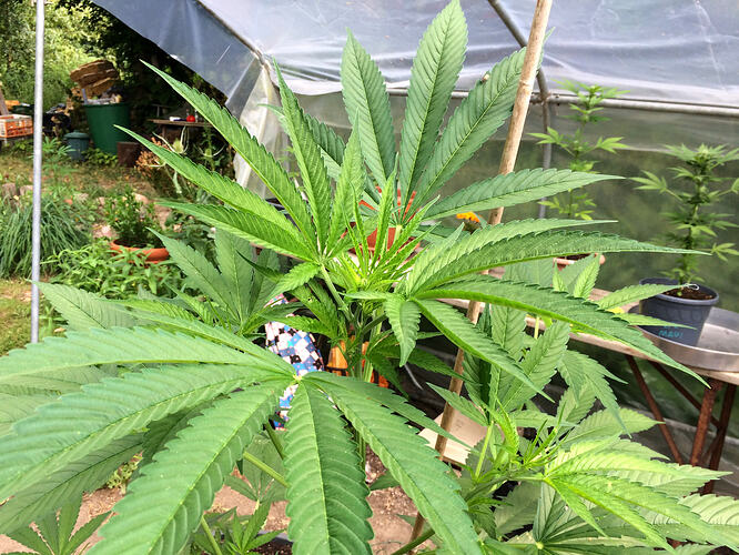 Grow26_0714_08
