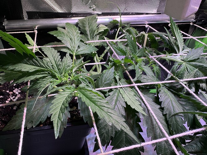 Growreport Bild 3