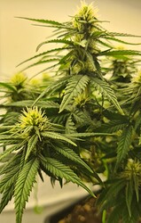 Growreport Bild 70