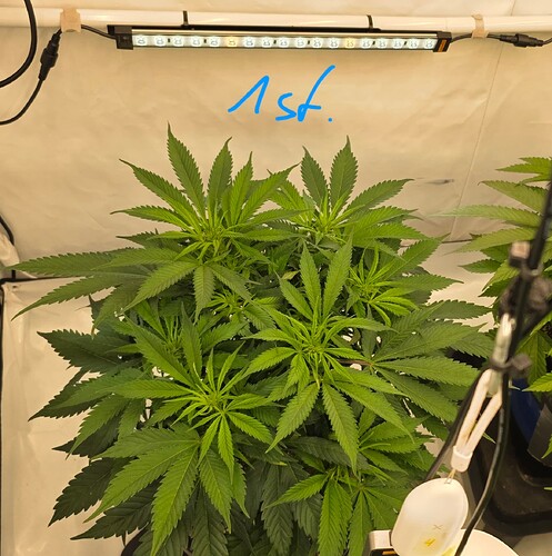 Growreport Bild 30