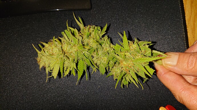 Growreport Bild 34