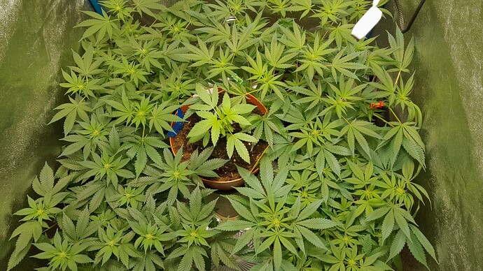 Growreport Bild 1