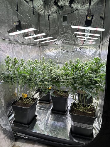 Growreport Bild 52