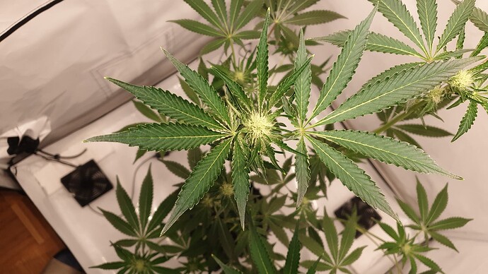 Growreport Bild 3