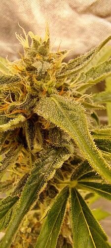 Growreport Bild 32