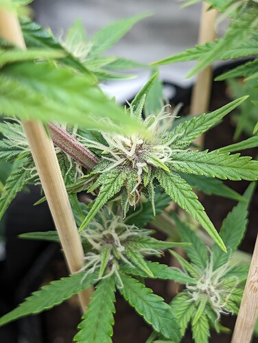 Growreport Bild 4