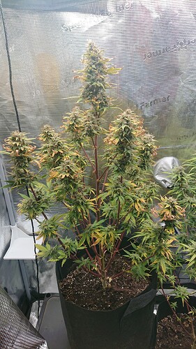 Growreport Bild 11
