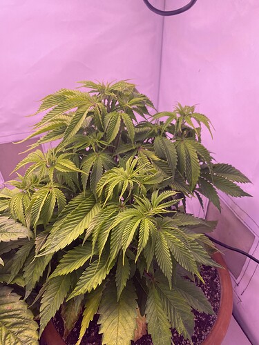 Growreport Bild 4
