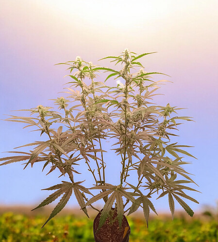 Growreport Bild 11