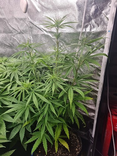 Eine junge Cannabispflanze in einem Zelt, die sich im Wuchs befindet. Die Pflanze hat mehrere lange Stiele und breite Blätter. Einige der unteren Blätter zeigen eine leichte Gelbfärbung.