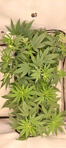 Growreport Bild 3