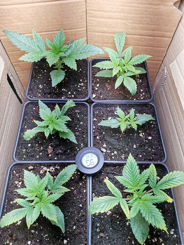 Lucky Hemp LT12