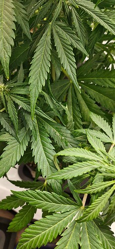 Growreport Bild 19