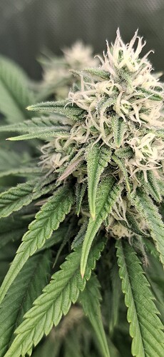 Growreport Bild 7