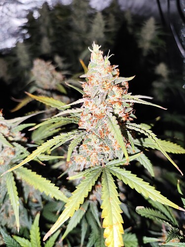 Growreport Bild 2