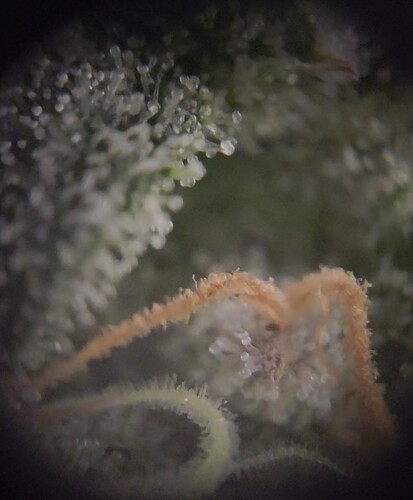 Growreport Bild 9