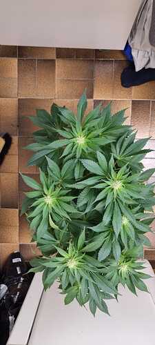 Growreport Bild 24